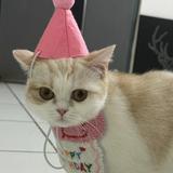 由 kjenny6117 (刊登 ID 1364086966，圖片 1) 提交，位於 的 (類別：)，說明：。