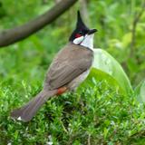 （分類：）位於 。 由 almaviva90 提交（商品編號 1366033380，圖片 1）。簡介： 。