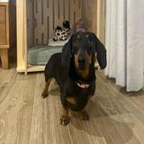 (Category: ) located in . Submitted by dachshundcute (Listing ID 1377209104, Image 1). Description: .