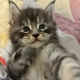 （分類：）位於 。 由 fpppg 提交（商品編號 1309296353，圖片 1）。簡介： 。