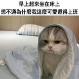 由 pomelo0915 (刊登 ID 1381266871，圖片 1) 提交，位於 的 (類別：)，說明：。
