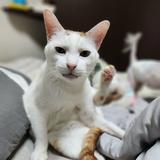 由 stelle_dog (刊登 ID 1381654308，圖片 1) 提交，位於 的 (類別：)，說明：。