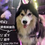 由 xuan03144444 (刊登 ID 1377187095，圖片 1) 提交，位於 的 (類別：)，說明：。