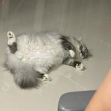 (Category: ) located in . Submitted by 690427546 (Listing ID 1380535527, Image 1). Description: .
