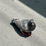 （分類：）位於 。 由 digandfind 提交（商品編號 1382191921，圖片 1）。簡介： 。