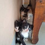 (Kategori: ) berada di . Dikirim oleh mineeeyyyy (ID iklan 1384556138, Gambar 1). Deskripsi: .
