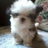 (Category: ) located in . Submitted by missy.02 (Listing ID 1377408184, Image 1). Description: .