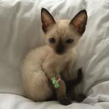 (Category: ) located in . Submitted by natikalachuchi (Listing ID 1377659908, Image 1). Description: .