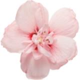 (Kategori: ) berada di . Dikirim oleh prelovedby_lily (ID iklan 1384432880, Gambar 1). Deskripsi: .