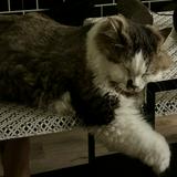 (Category: ) located in . Submitted by zurich07 (Listing ID 1373415151, Image 1). Description: .