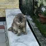 (Category: ) located in . Submitted by irfan0705076516 (Listing ID 1458620567, Image 1). Description: .