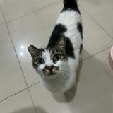 由 steven612166 (刊登 ID 1383946745，圖片 1) 提交，位於 的 (類別：)，說明：。