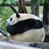 （分類：）位於 。 由 dadapandafu 提交（商品編號 1331340301，圖片 1）。簡介： 。