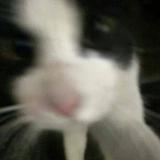 (Category: ) located in . Submitted by KOK__ (Listing ID 1383108700, Image 1). Description: .