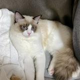 由 chloe8513 (刊登 ID 1380604404，圖片 1) 提交，位於 的 (類別：)，說明：。