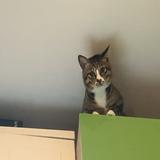(分類:)位於 。 由 tammyava 提交(商品編號 1457040331,圖片 1)。簡介: 。