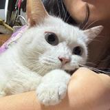 (Kategori: ) berada di . Dikirim oleh tokonyakona (ID iklan 1383451066, Gambar 1). Deskripsi: .