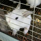 (Kategori: ) berada di . Dikirim oleh bunnypreloved11 (ID iklan 1374180047, Gambar 1). Deskripsi: .