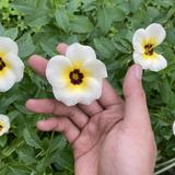 (Kategori: ) berada di . Dikirim oleh gallery326. (ID iklan 1377690541, Gambar 1). Deskripsi: .