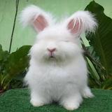 (Kategori: ) berada di . Dikirim oleh mocibunny (ID iklan 1383663128, Gambar 1). Deskripsi: .