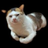 (Category: ) located in . Submitted by naruto_uzumaki405 (Listing ID 1370724716, Image 1). Description: .