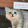 由 yun_xy (刊登 ID 1378128003，圖片 1) 提交，位於 的 (類別：)，說明：。