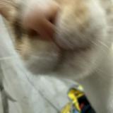 （分類：）位於 。 由 k04188 提交（商品編號 1384963862，圖片 1）。簡介： 。