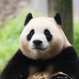由 whitesyuan19599 (刊登 ID 1378148680，圖片 1) 提交，位於 的 (類別：)，說明：。