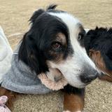 （分類：）位於 。 由 hedisf 提交（商品編號 1378498812，圖片 1）。簡介： 。