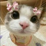 (Kategori: ) berada di . Dikirim oleh nuthongshi (ID iklan 1384137130, Gambar 1). Deskripsi: .
