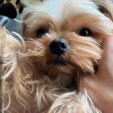 (Category: ) located in . Submitted by bubbleswswsw (Listing ID 1378521206, Image 1). Description: .
