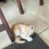 (Kategori: ) berada di . Dikirim oleh d17farrel (ID iklan 1385752086, Gambar 1). Deskripsi: .