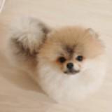 (Category: ) located in . Submitted by fifie9 (Listing ID 1459116681, Image 1). Description: .
