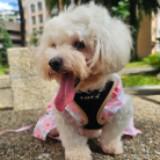 (Category: ) located in . Submitted by kopisiekosong (Listing ID 1375285967, Image 1). Description: .