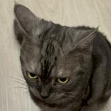 由 kristto (刊登 ID 1397080826,圖片 1) 提交,位於 的 (類別:),說明:。