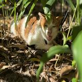 （分類：）位於 。 由 lazygarfield 提交（商品編號 1192722513，圖片 1）。簡介： 。