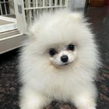 由 flddlf (刊登 ID 1378376167，圖片 1) 提交，位於 的 (類別：)，說明：。