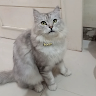 (Kategori: ) berada di . Dikirim oleh trisyanug26538 (ID iklan 1457935729, Gambar 1). Deskripsi: .