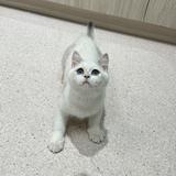由 di7085638515 (刊登 ID 1378871600，圖片 1) 提交，位於 的 (類別：)，說明：。