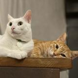 由 manandsnowcat (刊登 ID 1384990155，圖片 1) 提交，位於 的 (類別：)，說明：。