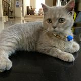 (Kategori: ) berada di . Dikirim oleh niqyy (ID iklan 1368990607, Gambar 1). Deskripsi: .