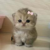 (Category: ) located in . Submitted by peachyybunnies (Listing ID 1381858337, Image 1). Description: .