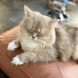 (分類:)位於 。 由 chanhoiyeee 提交(商品編號 1455945394,圖片 1)。簡介: 。