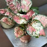 (Category: ) located in . Submitted by definitelytoomanyplants (Listing ID 1378966173, Image 1). Description: .