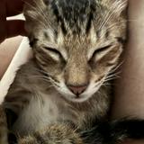 由 gagad (刊登 ID 1378955020，圖片 1) 提交，位於 的 (類別：)，說明：。