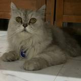(Kategori: ) berada di . Dikirim oleh melicuuy (ID iklan 1379079222, Gambar 1). Deskripsi: .
