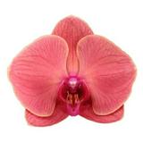(Kategori: ) berada di . Dikirim oleh ccchousee (ID iklan 1380351324, Gambar 1). Deskripsi: .