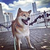 （分類：）位於 。 由 chungdon 提交（商品編號 1307113502，圖片 1）。簡介： 。