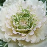 (Category: ) located in . Submitted by seedrays (Listing ID 1379269712, Image 1). Description: .