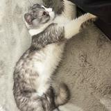 由 little__penguin (刊登 ID 1383126378，圖片 1) 提交，位於 的 (類別：)，說明：。